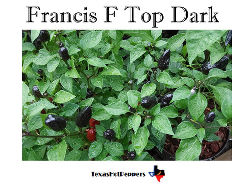 Francis F Top Dark