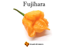Load image into Gallery viewer, Fujihara