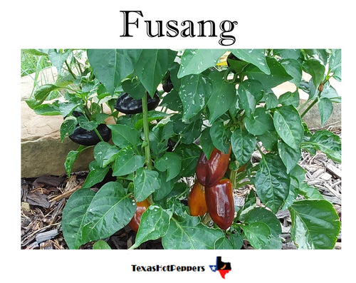 Fusang