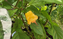 Load image into Gallery viewer, Ganzo Peach