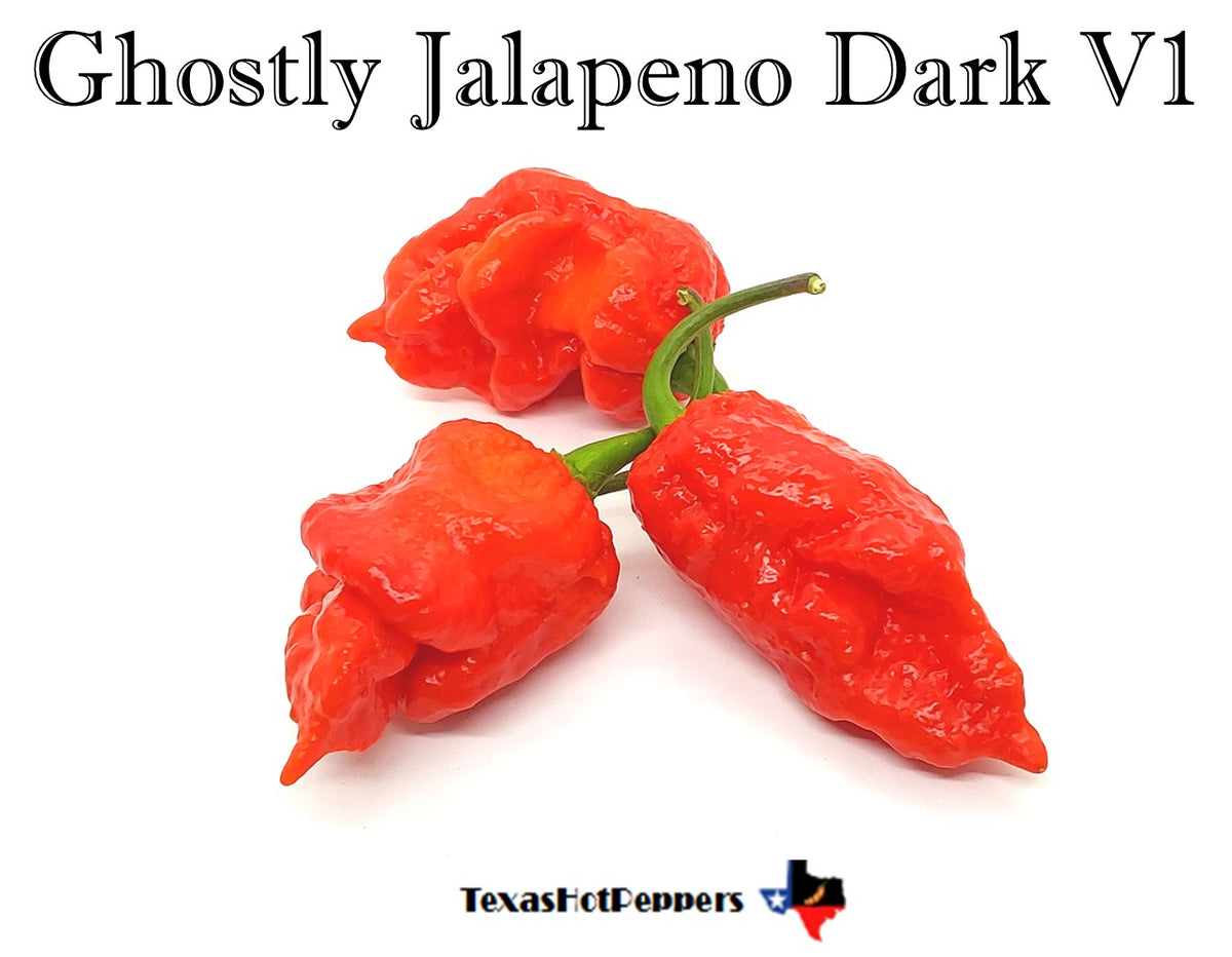 Ghostly Jalapeno Dark V1 – Texas Hot Peppers