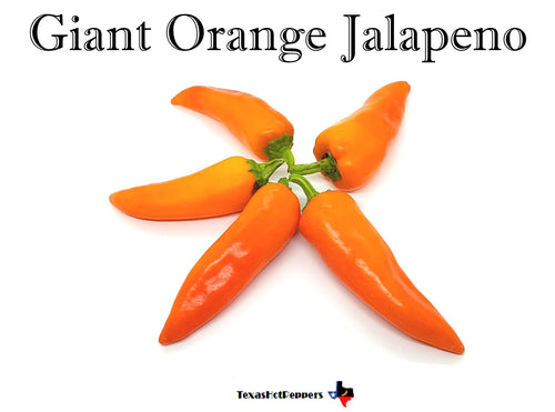 Giant Orange Jalapeno