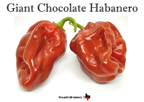 Giant Chocolate Habanero