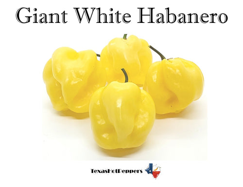 Giant White Habanero