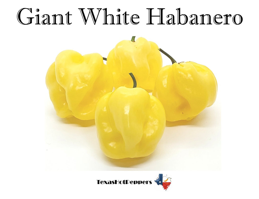 Giant White Habanero