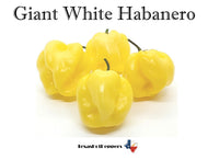 Giant White Habanero