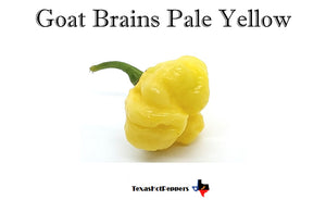 Goat Brains Pale Yellow