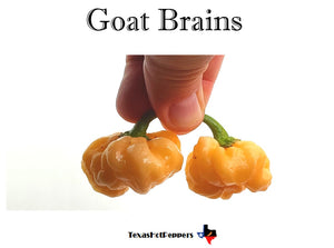 Goat Brains