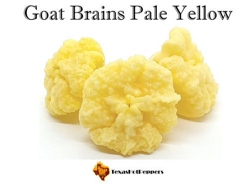 Goat Brains Pale Yellow
