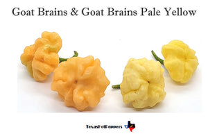 Goat Brains Pale Yellow