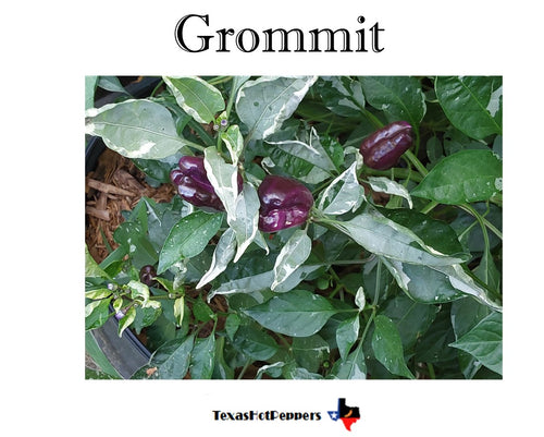 Grommit