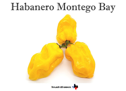 Habanero Montego Bay