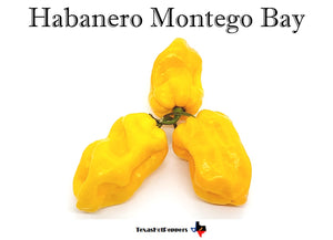 Habanero Montego Bay