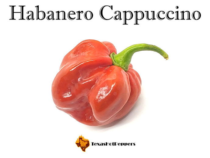 Habanero Cappuccino