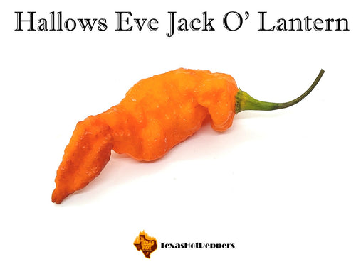 Hallows Eve Jack O'Lantern