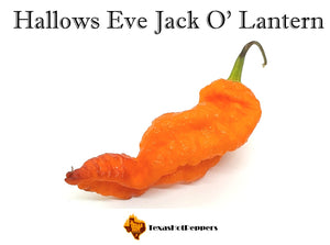 Hallows Eve Jack O'Lantern