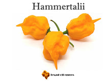 Load image into Gallery viewer, Hammertalii