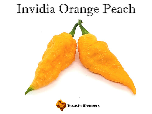 Invidia Orange Peach