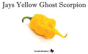 Jays Yellow Ghost Scorpion