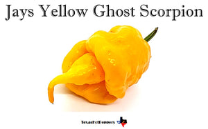 Jays Yellow Ghost Scorpion