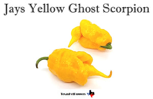 Jays Yellow Ghost Scorpion