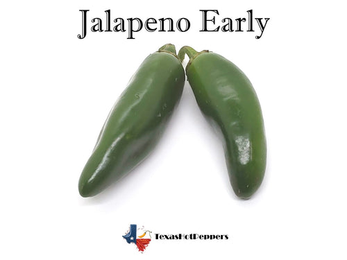 Jalapeno Early