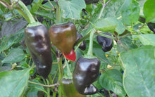 Load image into Gallery viewer, Jalapeno Deadpool