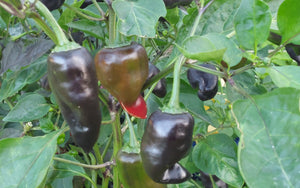 Jalapeno Deadpool