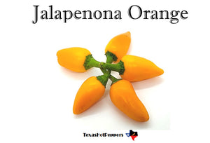 Jalapenona Orange
