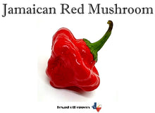 Load image into Gallery viewer, Jamaican Red Mushroom