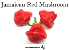 Load image into Gallery viewer, Jamaican Red Mushroom