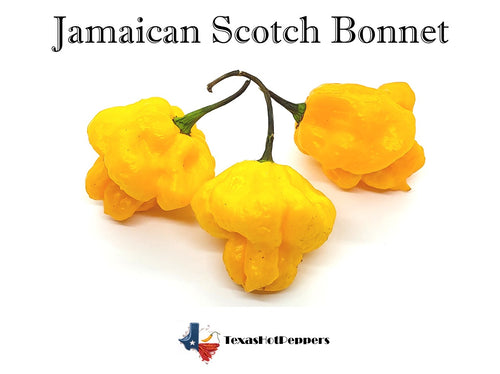 Jamaican Scotch Bonnet