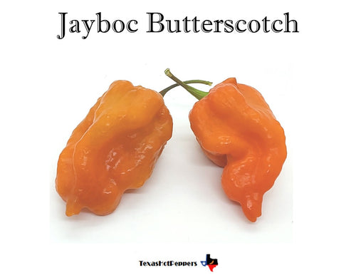 Jayboc Butterscotch