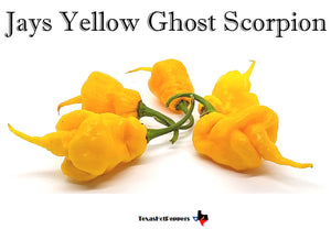 Jays Yellow Ghost Scorpion