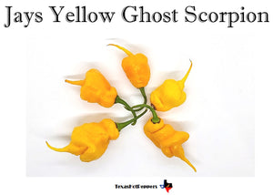 Jays Yellow Ghost Scorpion