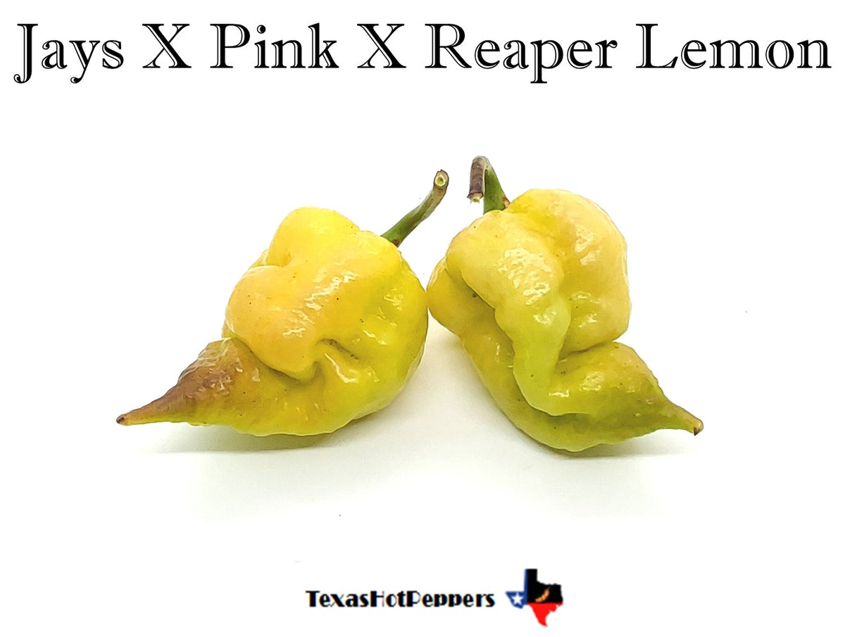 Jays X Pink X Reaper Lemon – Texas Hot Peppers