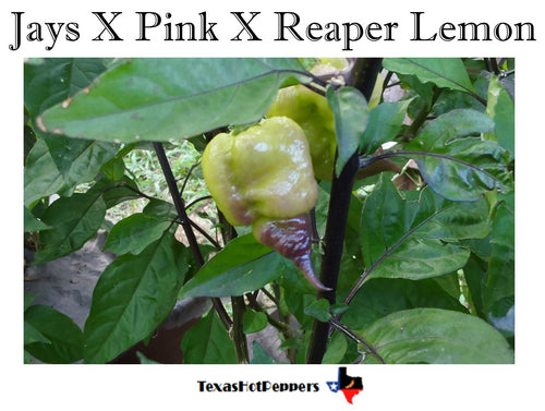 Jays X Pink X Reaper Lemon