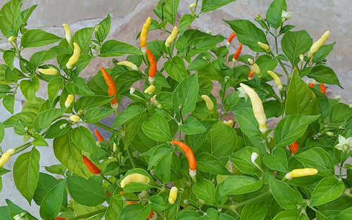 JT Yellow Thai