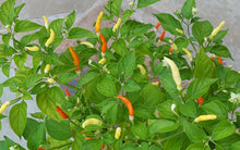 Load image into Gallery viewer, Thai Hot Pepper Seed Collection - 10 Different Varieties