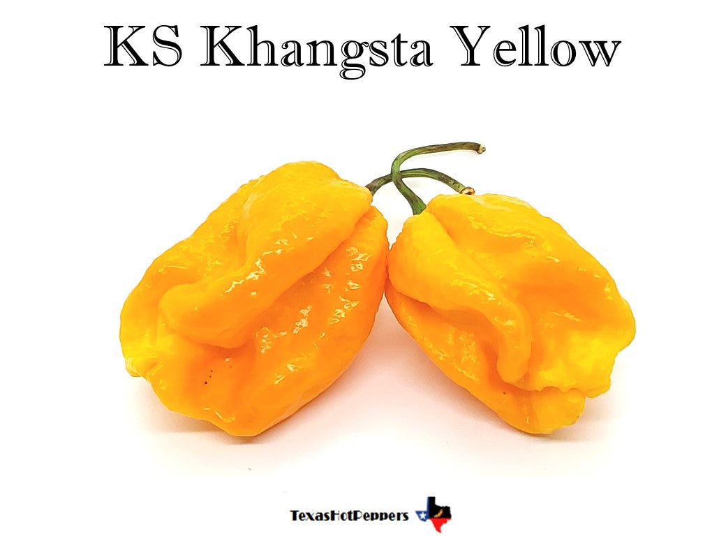 KS Khangsta Yellow