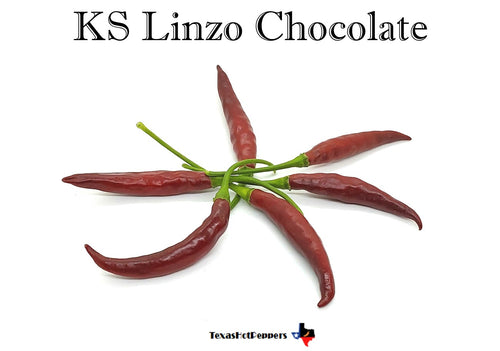 KS Linzo Chocolate