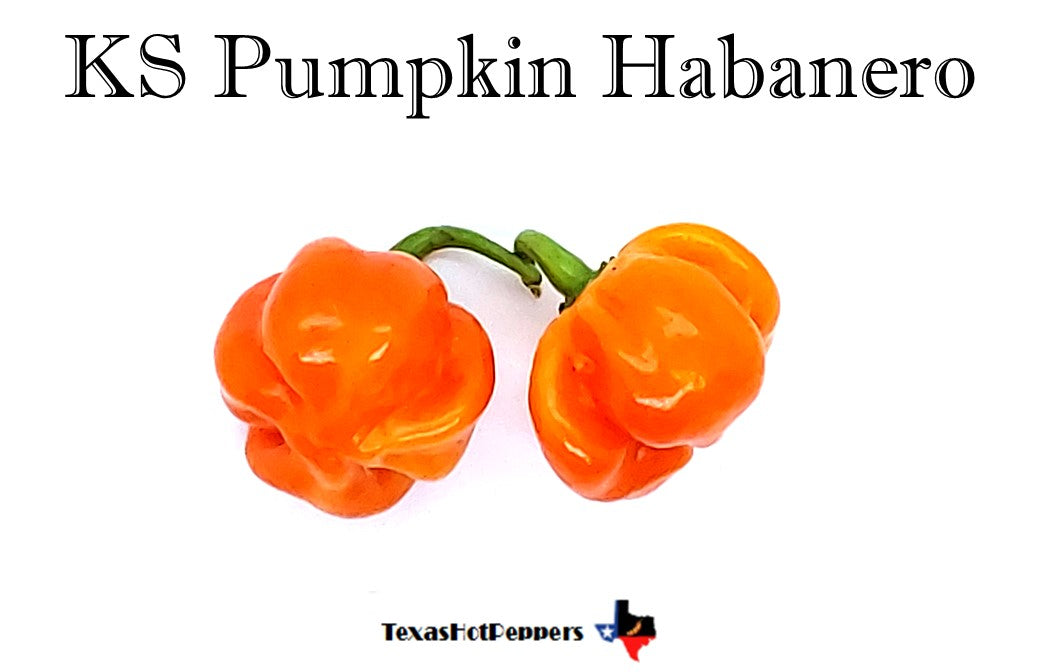 KS Pumpkin Habanero