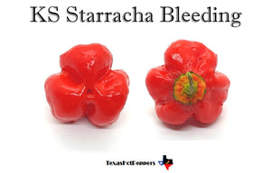 KS Starracha Bleeding