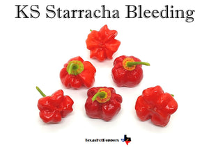 KS Starracha Bleeding