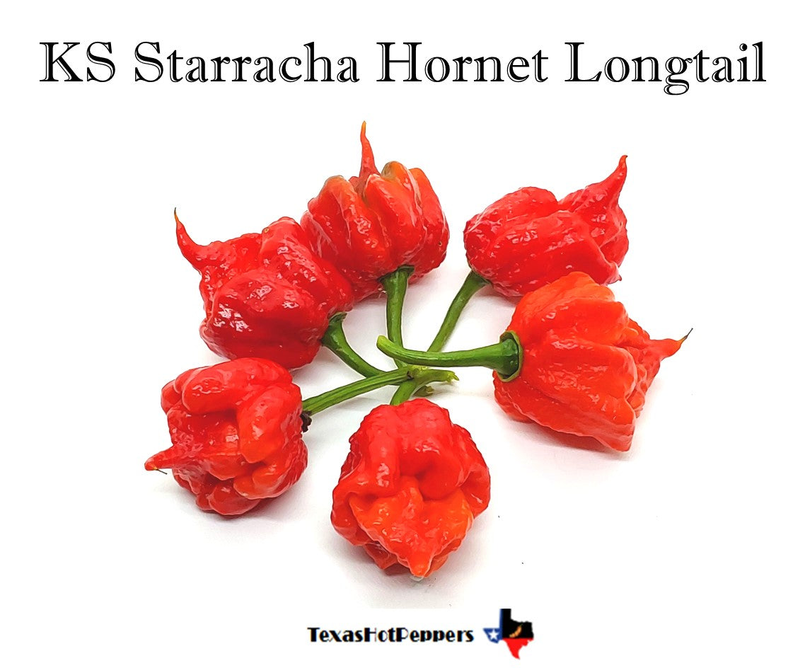 KS Starracha Hornet Longtail – Texas Hot Peppers