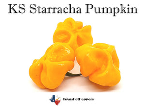 KS Starracha Pumpkin