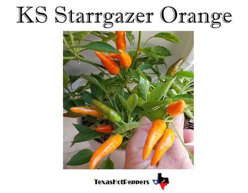 KS Starrgazer Orange