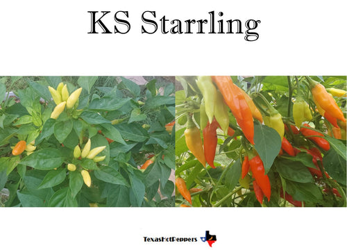 KS Starrling