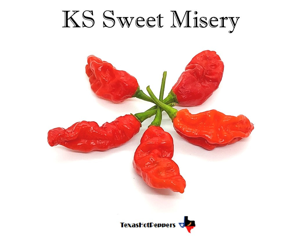 KS Sweet Misery