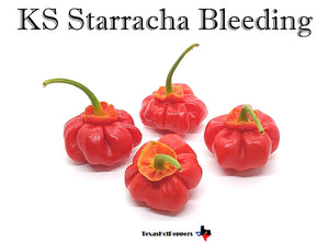 KS Starracha Bleeding